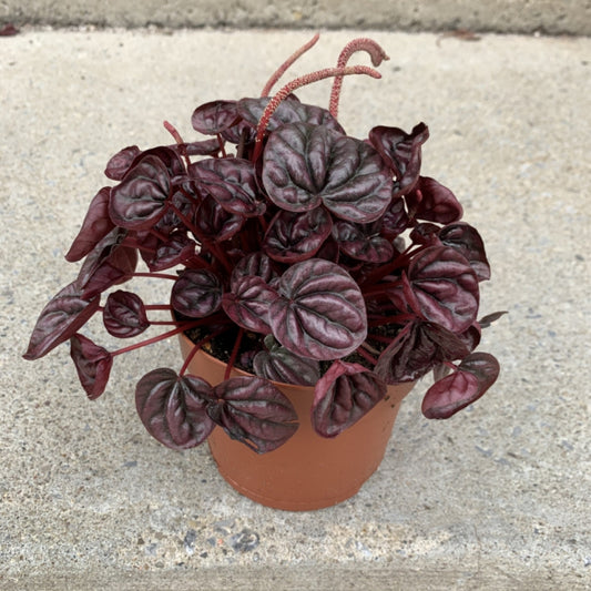 Peperomia 'Schumi Red' Houseplant