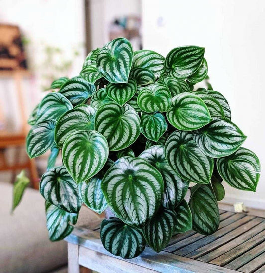 Peperomia 'Watermelon' Houseplant