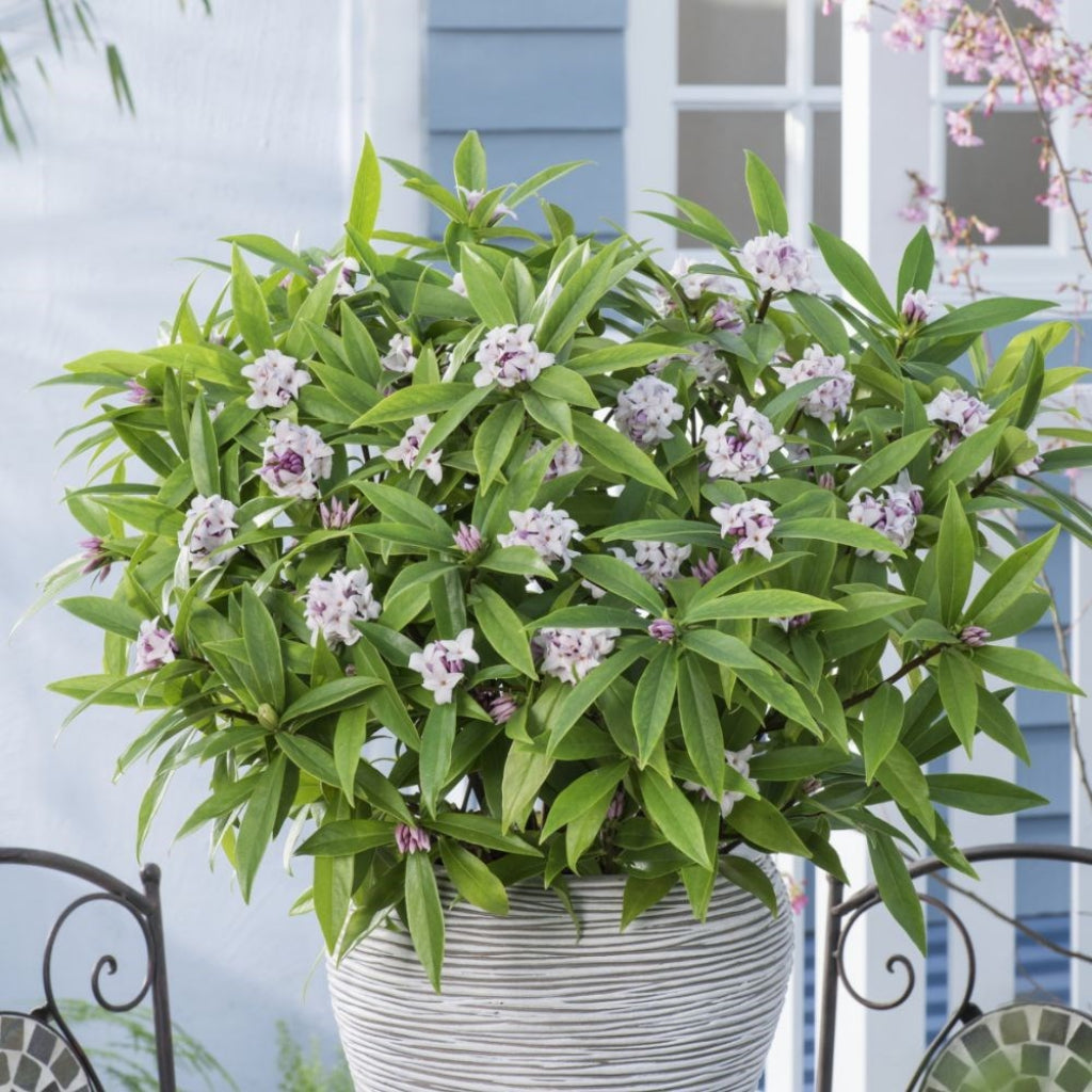 Perfume Princess Daphne