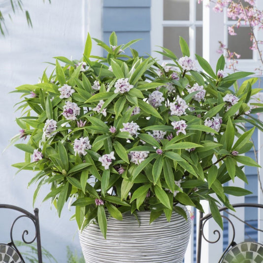 Perfume Princess Daphne