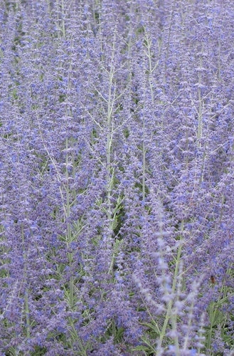 Perovskia Russian Sage