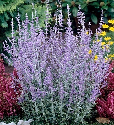 Perovskia Little Spires Dwarf Russian Sage