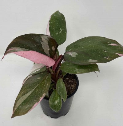 Philodendron Pink Princess Rare Houseplant