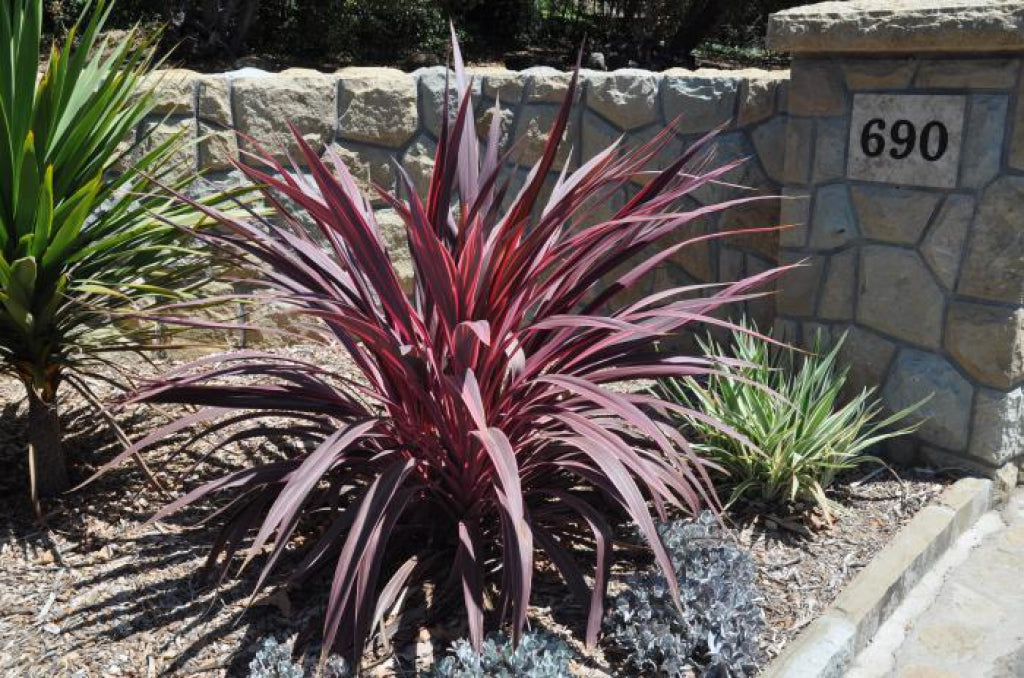 Amazing Red New Zealand Flax