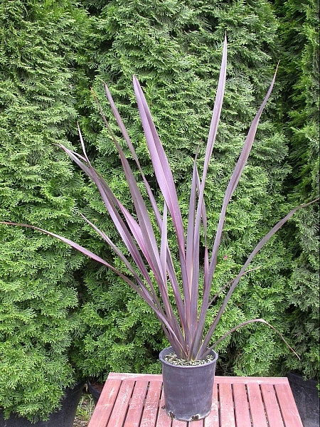 Platt’s Black New Zealand Flax