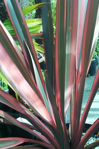 Phormium Sundowner New Zealand Flax