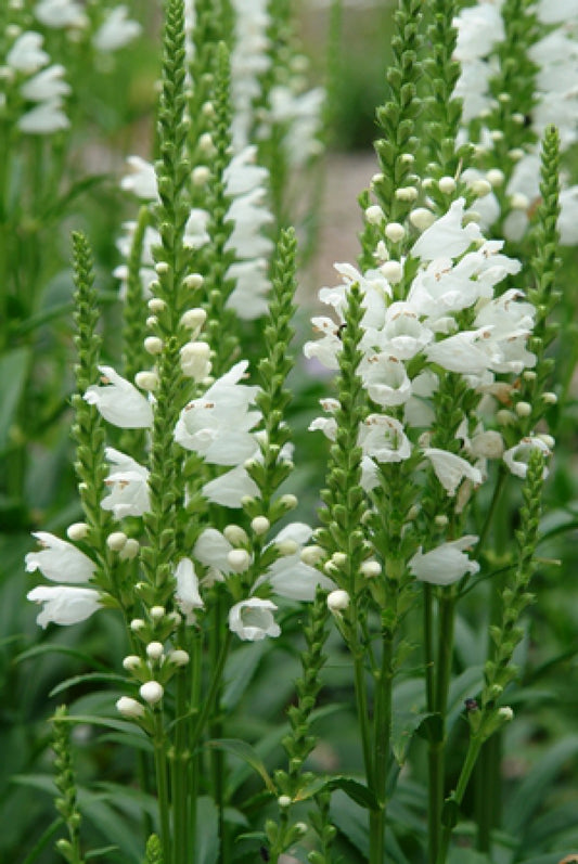 Miss Manners Obedient Plant