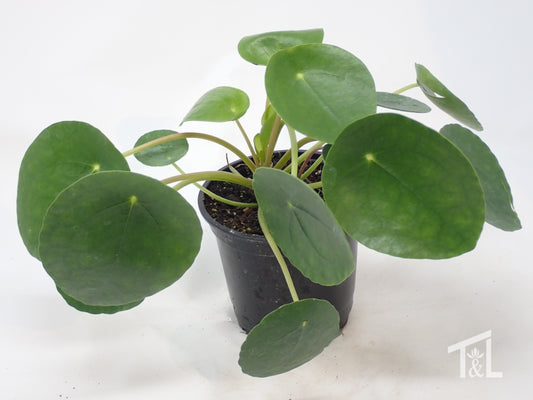 Pilea peperomioides Chinese Money Plant Houseplant