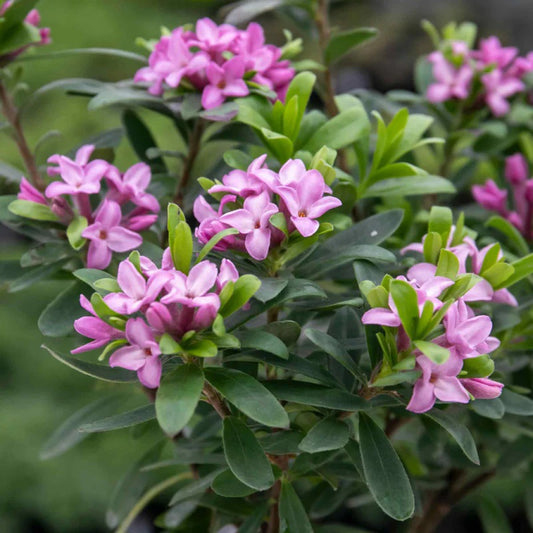 Pink Eternal Fragrance Daphne