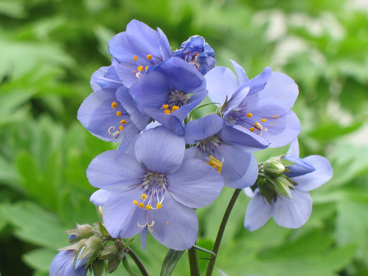 Polemonium Bressingham Purple Jacob's Ladder