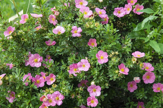 Potentilla fruticosa Pink Beauty