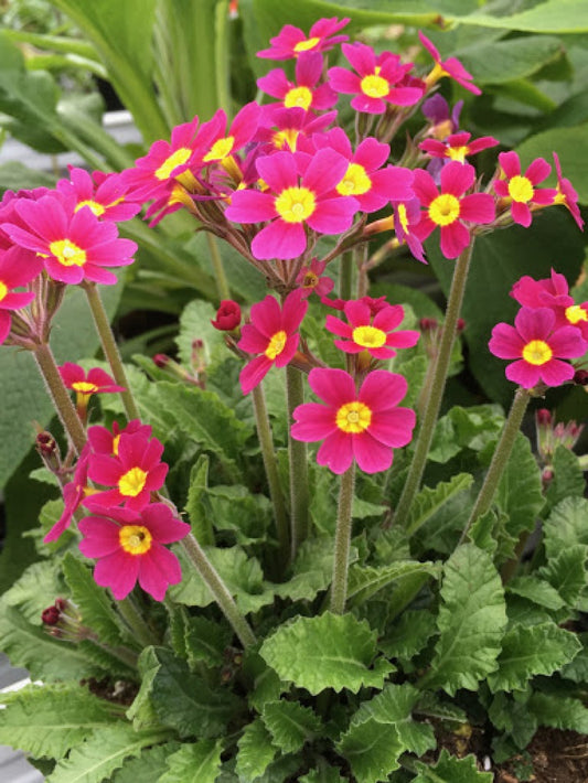 Primula Oakleaf Magenta Primrose