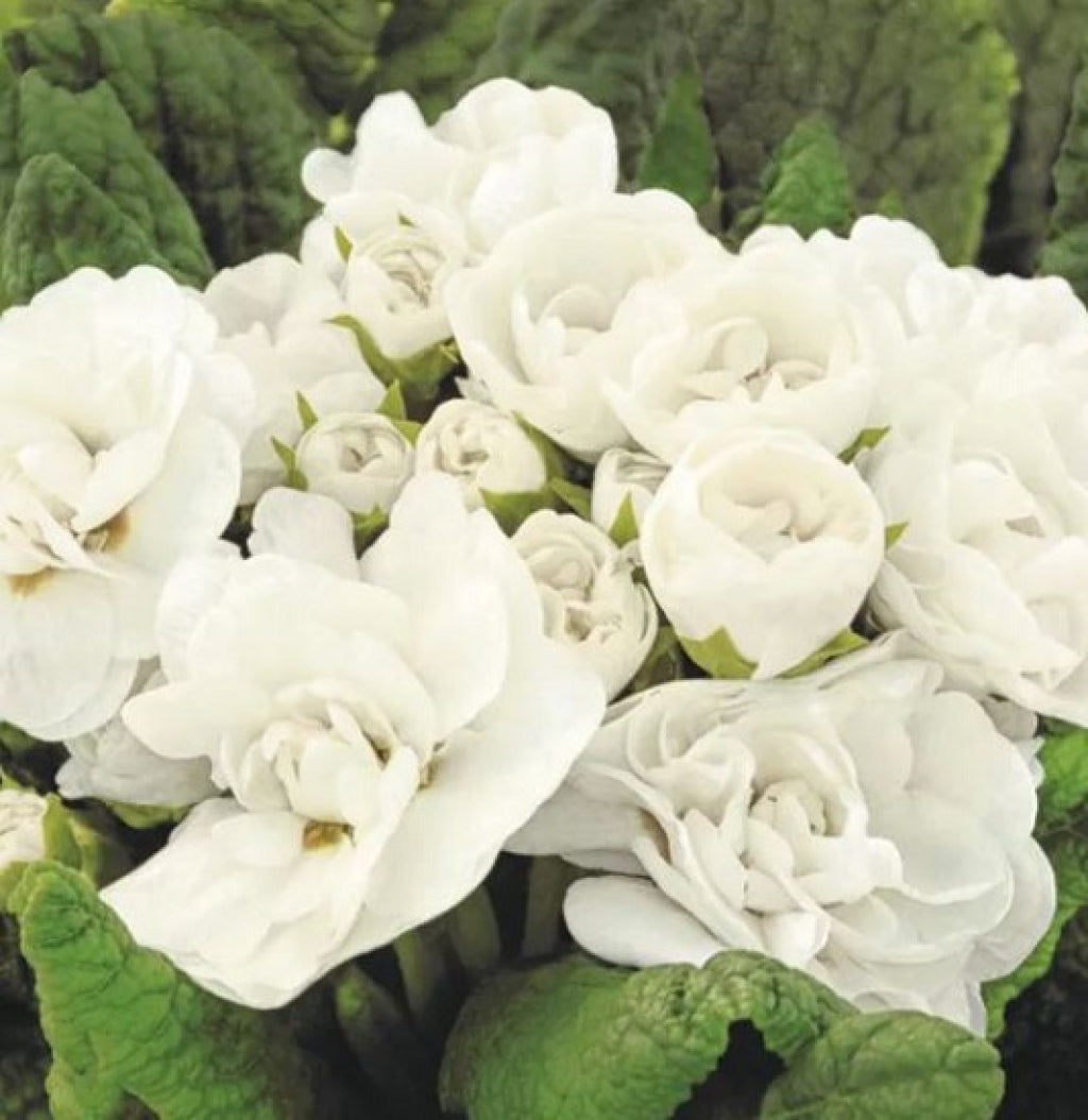 Primula BELARINA Snow Double Primrose