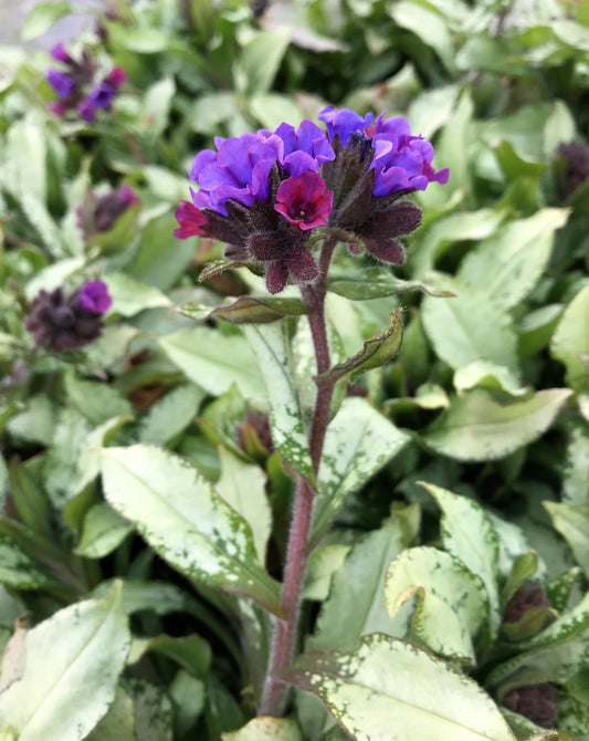 Pulmonaria 'Diana Clare' Lungwort