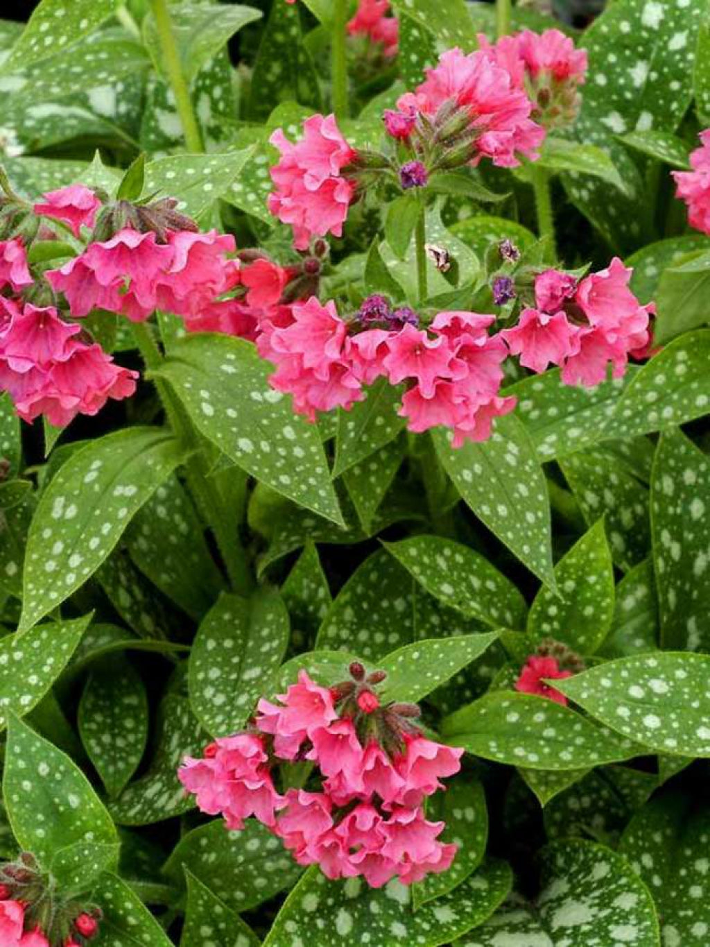 Pulmonaria 'Shrimps on the Barbie' Lungwort