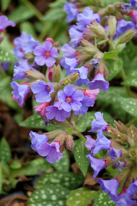 Pulmonaria Trevi Fountain Lungwort