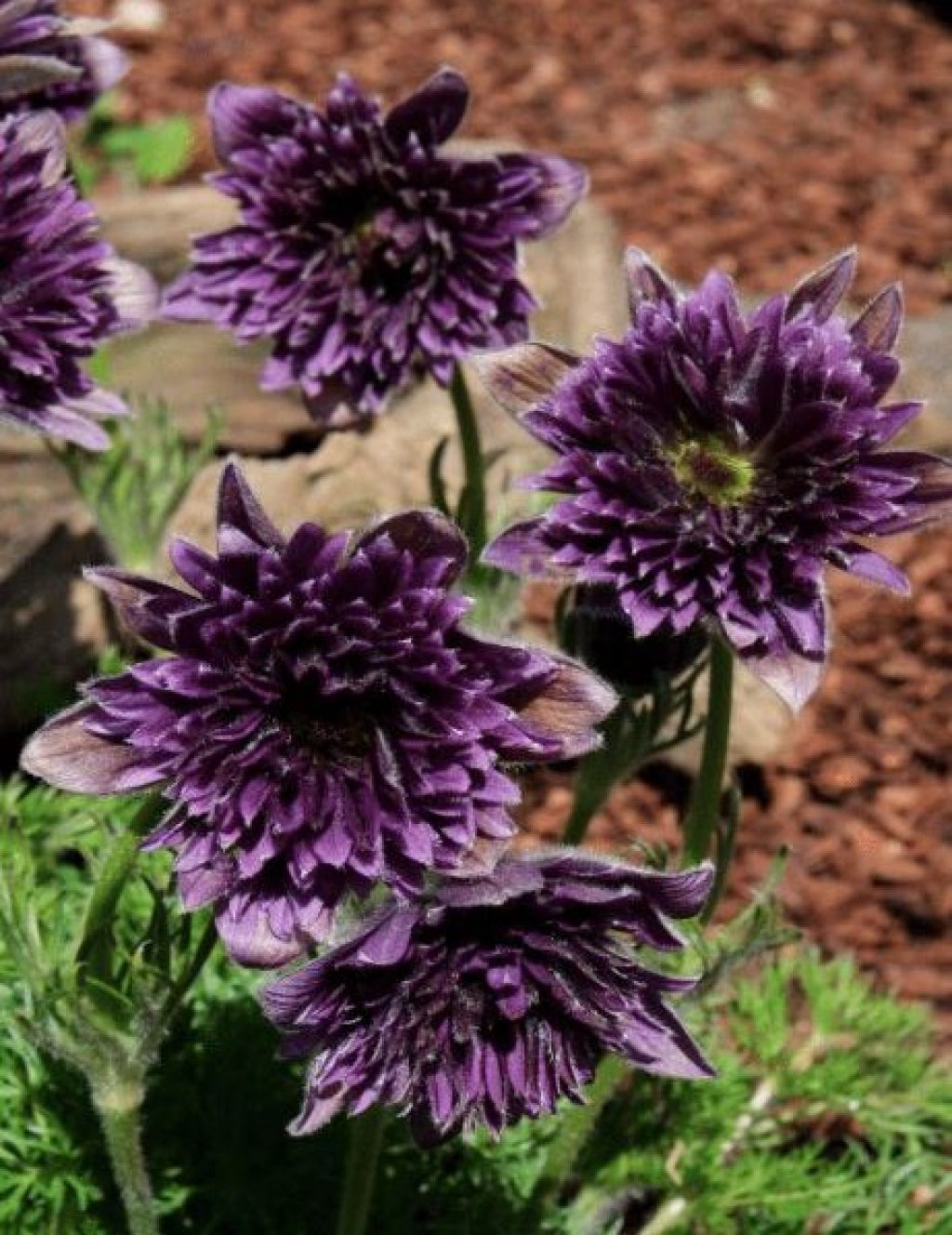 Fairy Dreams Pasque Flower