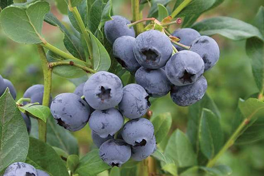 Vaccinium corym. 'Razz' Blueberry