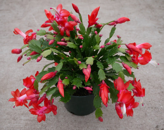 Christmas Holiday Cactus Assorted Colors Multipack Schlumbergera
