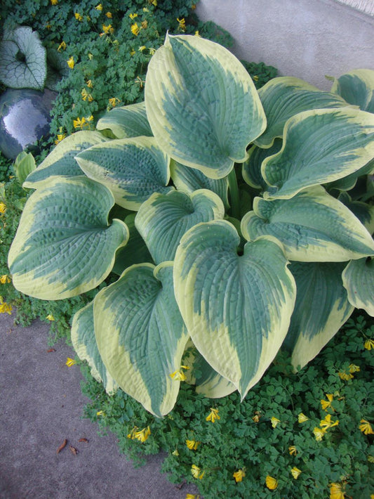 Hosta 'Robert Frost' Plantain Lily