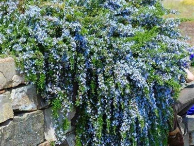 Zone 11