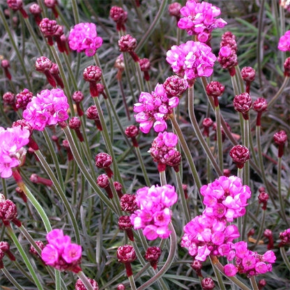 Sea Thrift