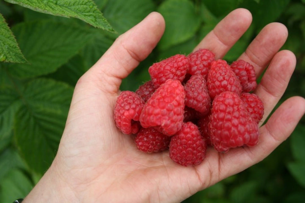 Tulameen Raspberry