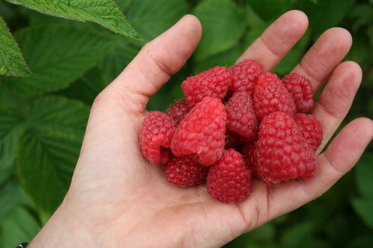Tulameen Raspberry