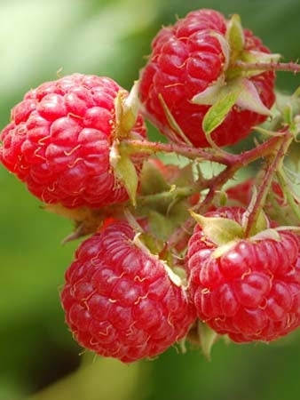 Willamette Raspberry