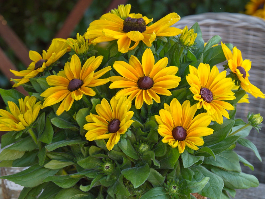 Sunbeckia Maya Black-Eyed Susan