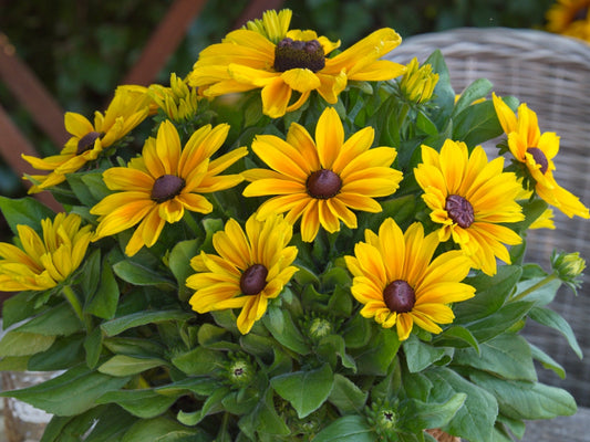 Sunbeckia Maya Black-Eyed Susan