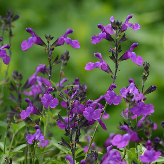 Mirage Deep Purple Autumn Sage