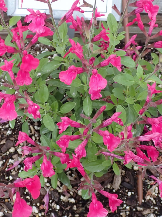 Mirage Hot Pink Autumn Sage