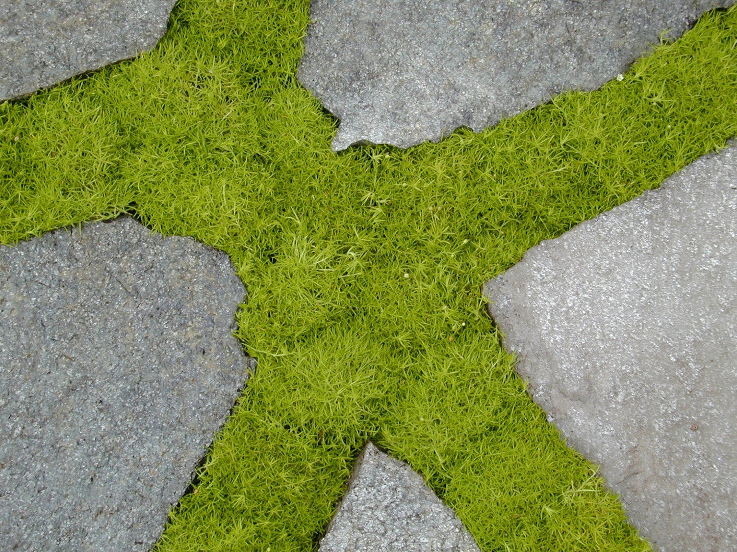 Sagina Scotch Moss