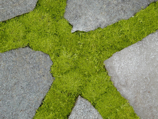Sagina Scotch Moss