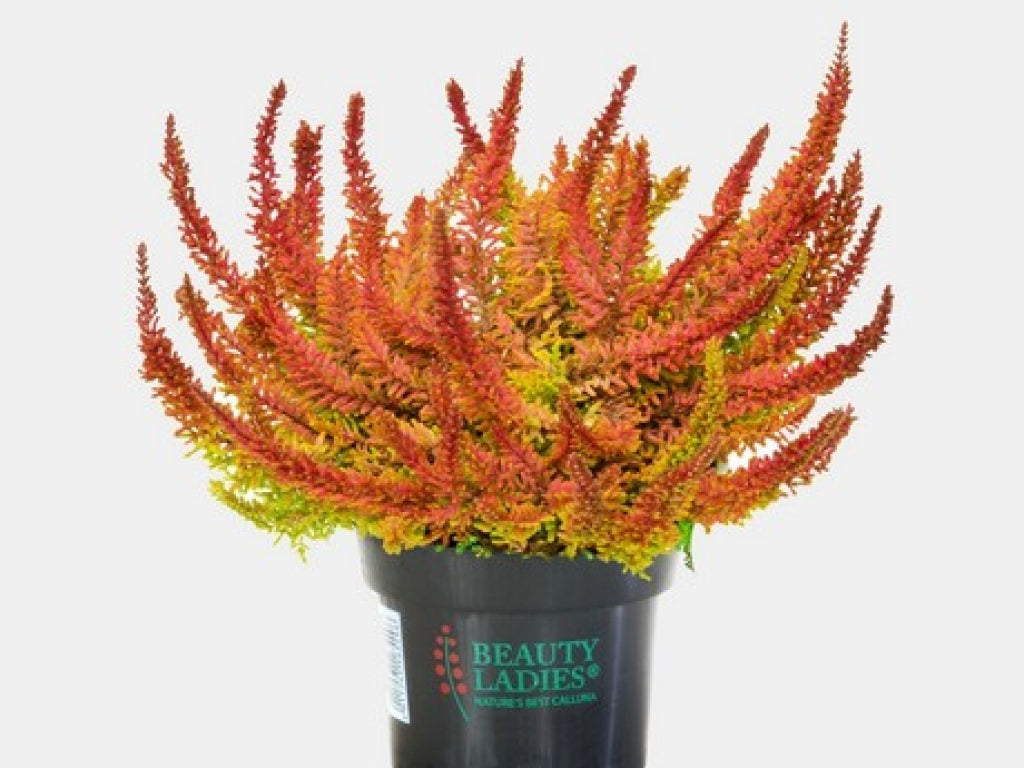 Calluna 'Seastar' Heather