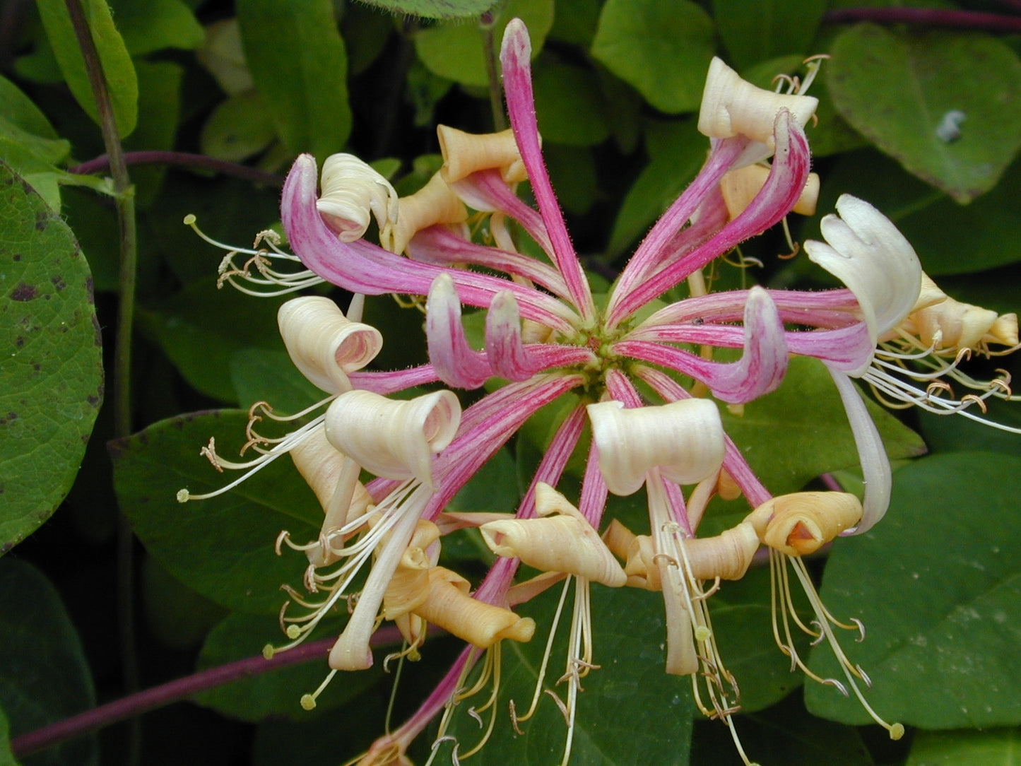 Lonicera 'Serotina' Honeysuckle