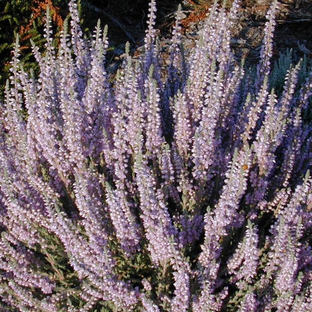 Calluna 'Silver Knight' Heather