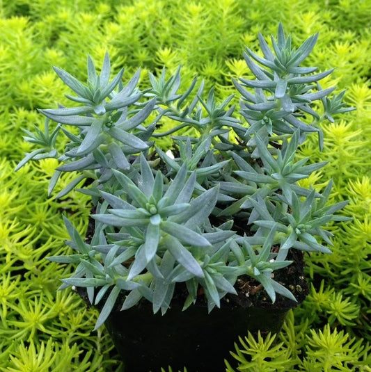 Spanish Blue Stonecrop