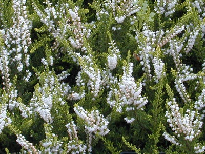 Rabbit-resistant Shrubs