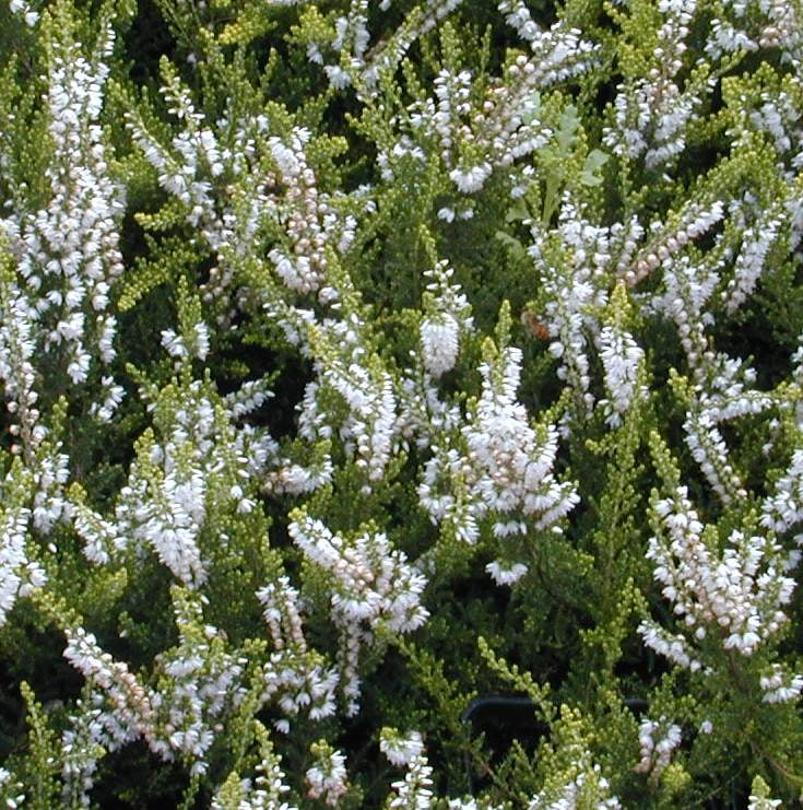 Calluna Spring Cream Heather
