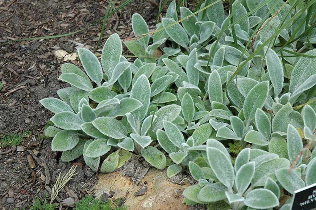 Silver Carpet Lamb’s Ear
