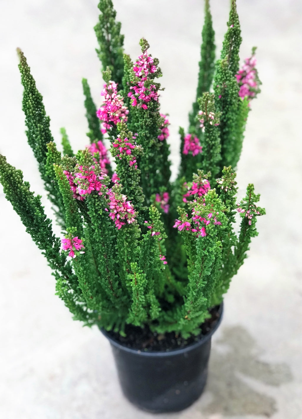 Calluna 'Stockholm' Heather
