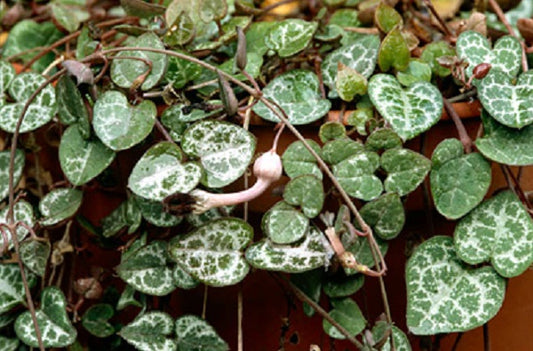 Ceropegia Woodii 'String of Hearts' Houseplant