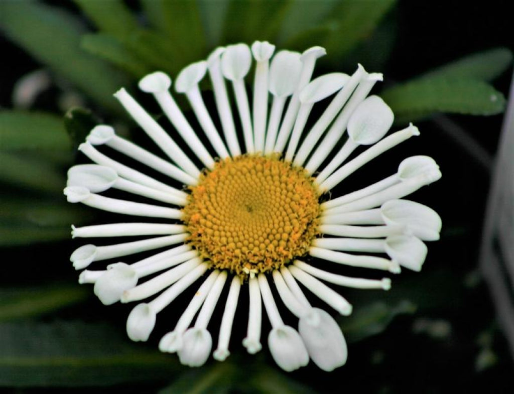 Leucanthemum 'Sweet Daisy Sophie' Shasta Daisy