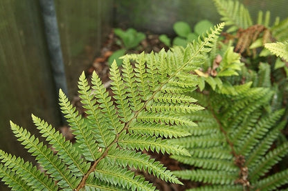 Tassel Fern Polystichum polyblepharum