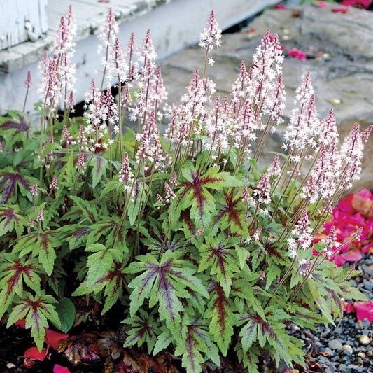 Tiarella Sugar and Spice Foamflower