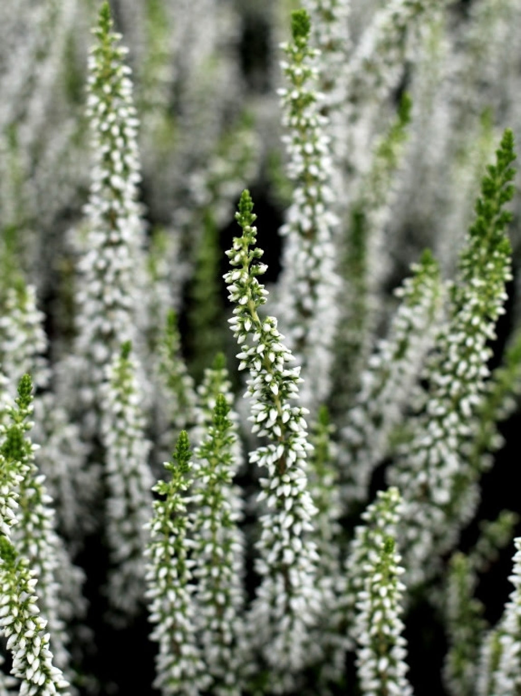 Calluna 'Verenka' Heather