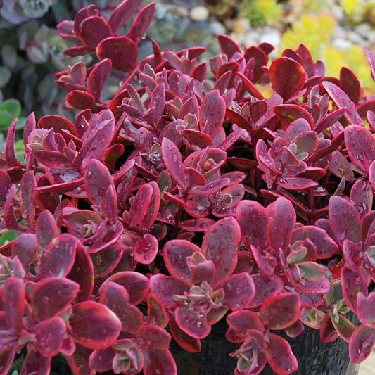 Sedum 'Sunsparkler Wildfire' Stonecrop