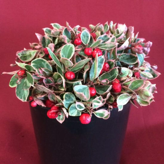 Variegated Creeping Wintergreen Winter Splash